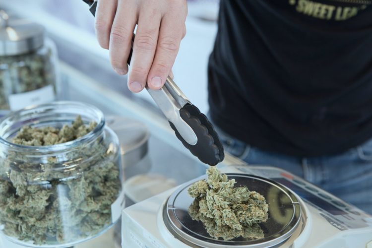 A man is weighing out cannabis onto a scale in a dispensary
