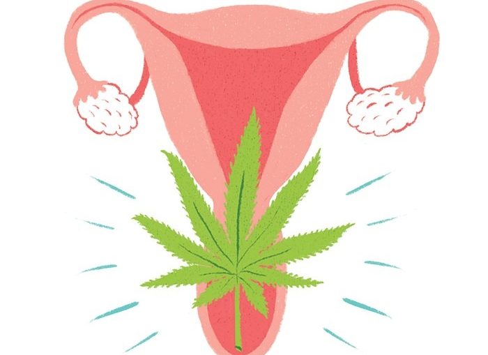 A cartoon drawing of a uterus has a cannabis leaf superimposed