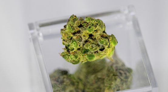 A single cured bud on cannabis sits atop on plexiglass box. Inside the box is more cannabis.