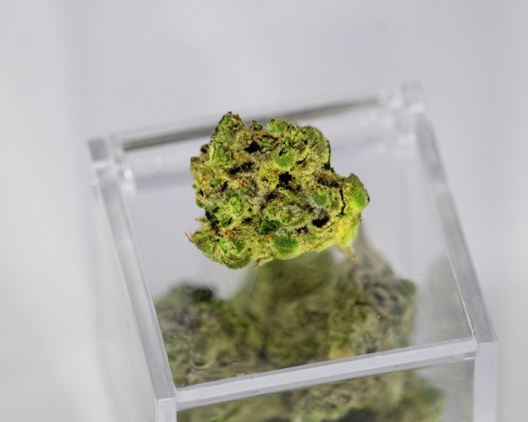 A single cured bud on cannabis sits atop on plexiglass box. Inside the box is more cannabis.