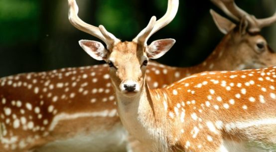 Two young deer at close range