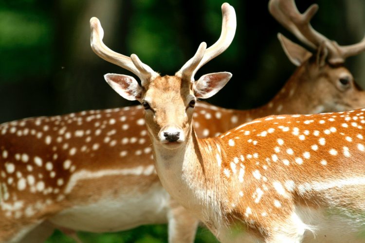 Two young deer at close range