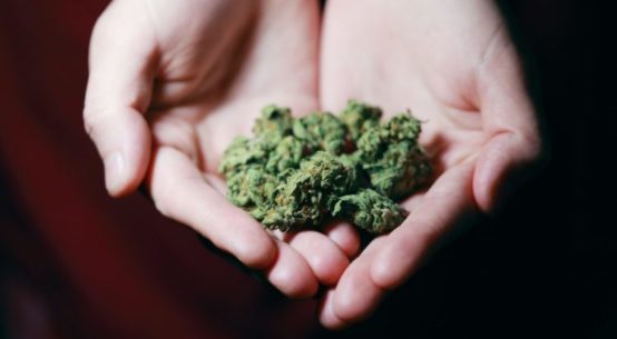 A pair of hands hold a small amount of cured cannabis