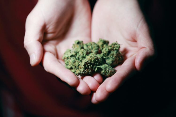 A pair of hands hold a small amount of cured cannabis