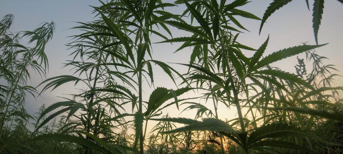 A field of Hemp plants