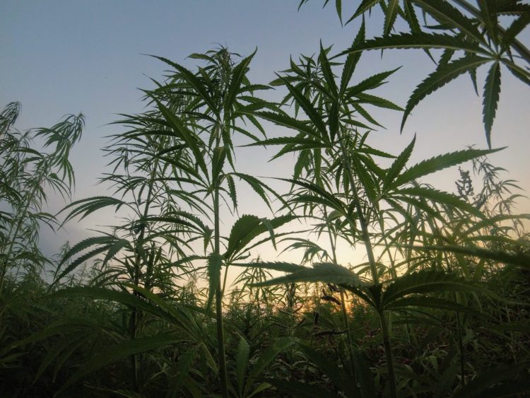 A field of Hemp plants