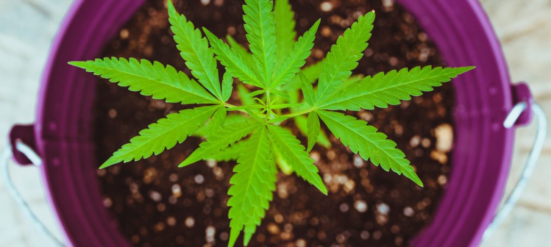a small cannabis plant
