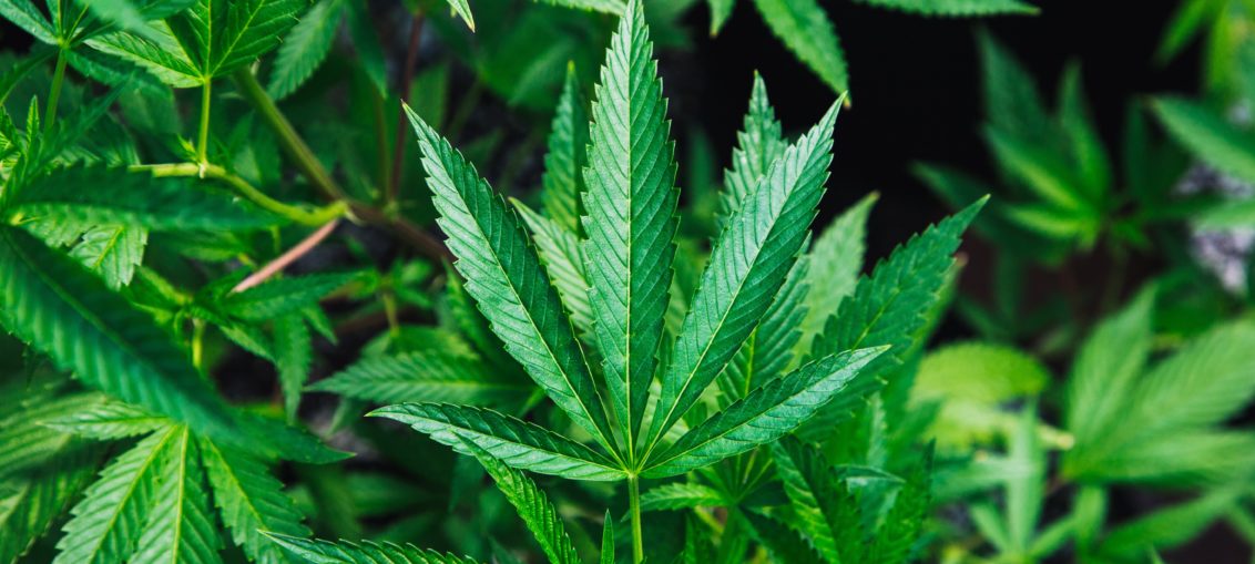 A close up shot of a cannabijuan leaf on a bushy cannabis plant.