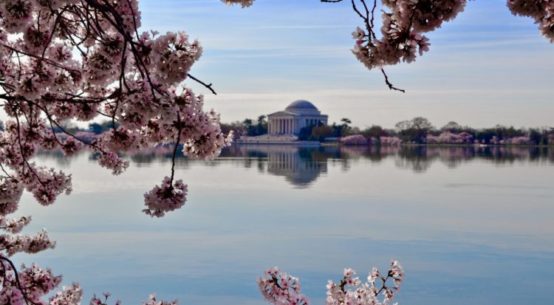 A photo of the Total Basin framed by Cherry blossoms