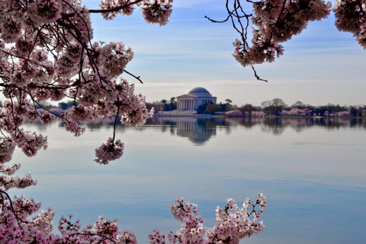 A photo of the Total Basin framed by Cherry blossoms