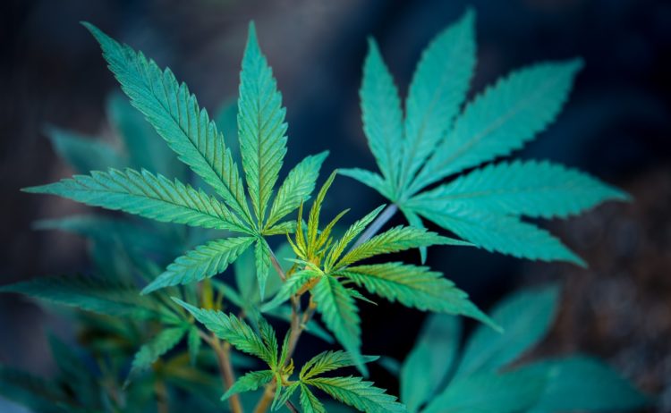 A bright green cannabis plant