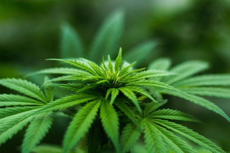 A close up photo of an immature cannabis plant