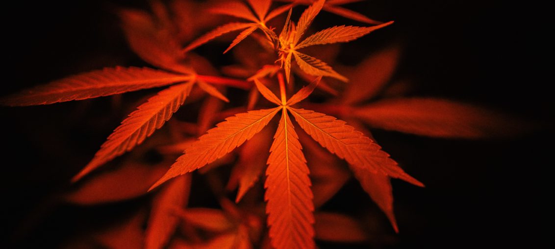 A cannabis plant is seen under a red light, highlighting a leaf.
