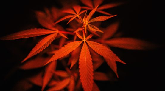 A cannabis plant is seen under a red light, highlighting a leaf.