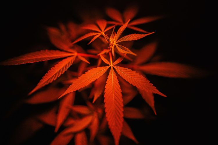 A cannabis plant is seen under a red light, highlighting a leaf.